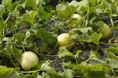 黑料吃瓜网apk普通安装 