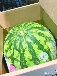 黑料吃瓜网apk普通安装 